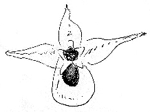 Orchid - Sketch © 2000 Andrey Davydov